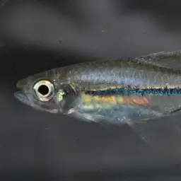 Bornean Rasbora, photo 4