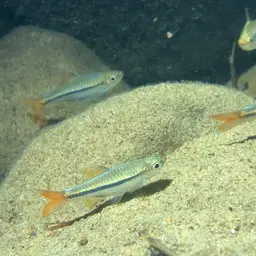 Bornean Rasbora, photo 5