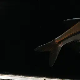 Bornean Rasbora, photo 6