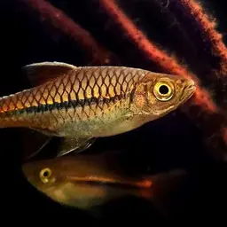 Bornean Rasbora, photo 7