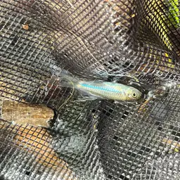 Bornean Rasbora, photo 8