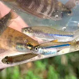 Bornean Rasbora, photo 9