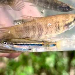 Bornean Rasbora, photo 10