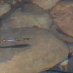 Bornean Rasbora, photo 11
