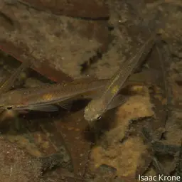 Bornean Rasbora, photo 12