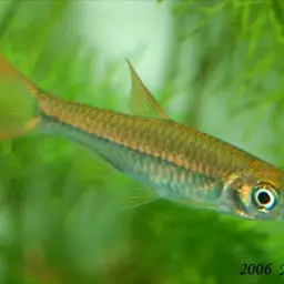 Yellowtail Rasbora, photo 1