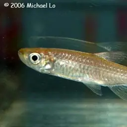 Yellowtail Rasbora, photo 2