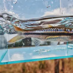Yellowtail Rasbora, photo 3