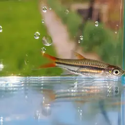 Yellowtail Rasbora, photo 4