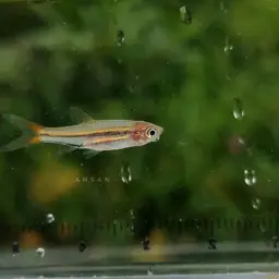 Yellowtail Rasbora, photo 5