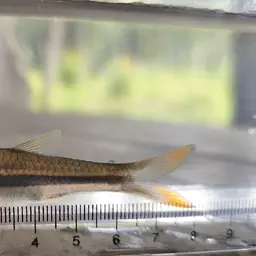 Yellowtail Rasbora, photo 6