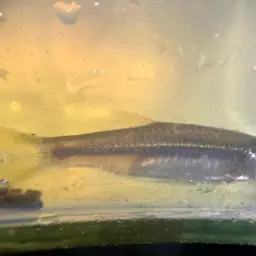 Yellowtail Rasbora, photo 7