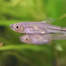 Scissortail Rasbora, photo 2