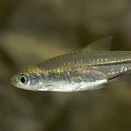 Scissortail Rasbora, photo 3