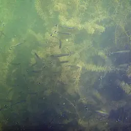 Scissortail Rasbora, photo 4