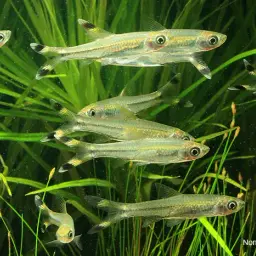 Scissortail Rasbora, photo 5