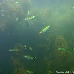 Scissortail Rasbora, photo 6