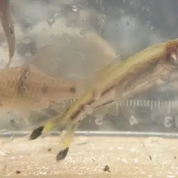 Scissortail Rasbora, photo 8