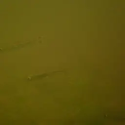 Scissortail Rasbora, photo 9
