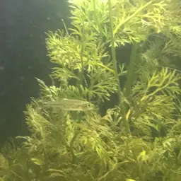 Scissortail Rasbora, photo 10