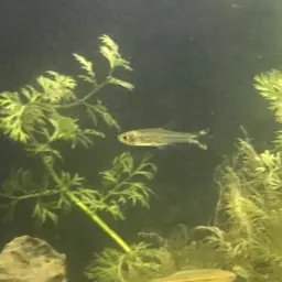 Scissortail Rasbora, photo 11