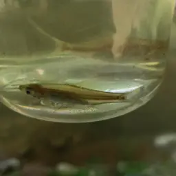 Scissortail Rasbora, photo 12