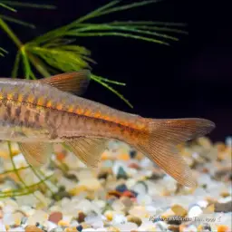 Volcano Rasbora, photo 1