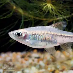 Volcano Rasbora, photo 2
