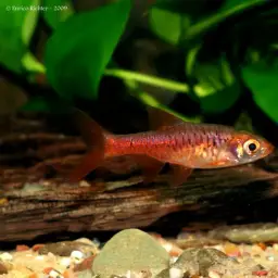 Volcano Rasbora, photo 3