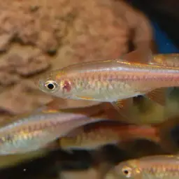 Volcano Rasbora, photo 4