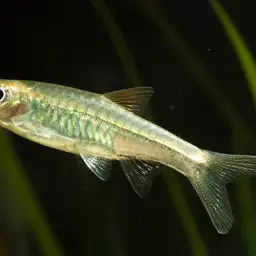 Volcano Rasbora, photo 5