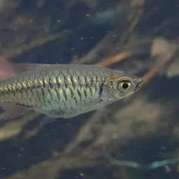 Volcano Rasbora, photo 6