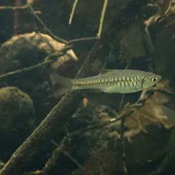 Volcano Rasbora, photo 7