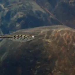 Volcano Rasbora, photo 8