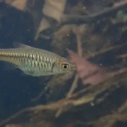 Volcano Rasbora, photo 9