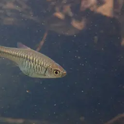 Volcano Rasbora, photo 10