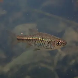 Volcano Rasbora, photo 11
