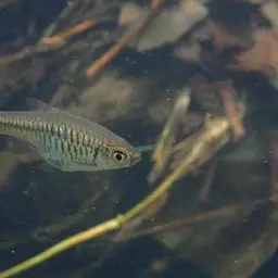 Volcano Rasbora, photo 12