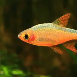 Vateria Flower Rasbora, photo 2