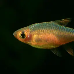 Vateria Flower Rasbora, photo 3