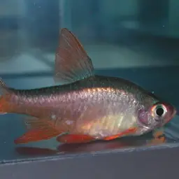 Vateria Flower Rasbora, photo 4