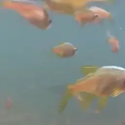 Vateria Flower Rasbora, photo 5