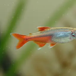 Vateria Flower Rasbora