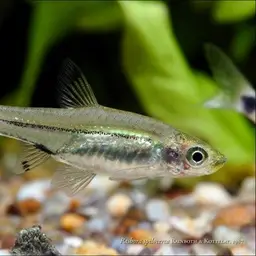 Dwarf scissortail rasbora, photo 1