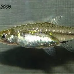 Dwarf scissortail rasbora, photo 2