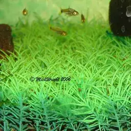 Dwarf scissortail rasbora, photo 3