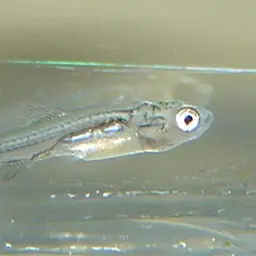 Dwarf scissortail rasbora, photo 4