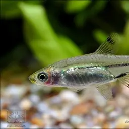 Dwarf scissortail rasbora, photo 5