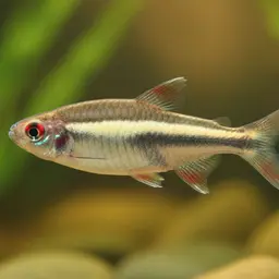 Red Line Tetra, photo 6