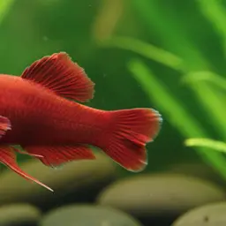 Red Lyretail Swordtail